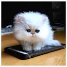 Persian Kittens For Sale - Teacup Kittens For Sale ...