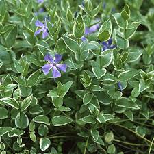Image result for Vinca major