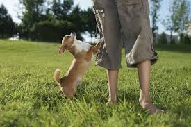 Oct 21, 2019 · 5 ways to calm an overly excited dog 1. Why Does My Dog Hump Understanding Humping Or Mounting Behavior