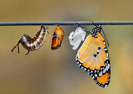 What Is the Life Cycle of a Butterfly?