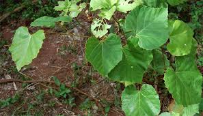 Image result for Rhoicissus tomentosa