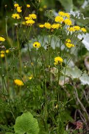 Image result for Crepis newii