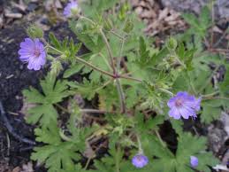 Image result for Geranium bohemicum Orhcid Blue
