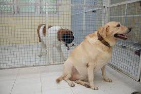 Find a cigna dentist that accepts dental savings plans and start saving today! Pet Hostel Dog Sitter Near Me Cheap Pet Insurance Dog Dental Cleaning Dog Insurance