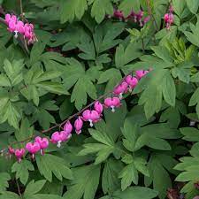 What color flowers do deer not eat. 10 Best Flowering Plants That Deer Will Not Eat