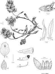 Image result for Otholobium foliosum