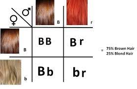 Gene study shows blond hair color is just skin deep. There Will Always Be A Hiccup And Astrid Always Genetics Of Lucille Tracy
