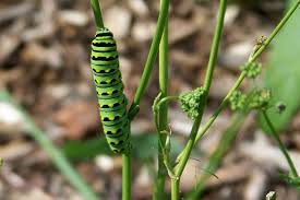 Plush, all the materials can pass en71,cpsia,astmf963,etc size: Green Caterpillar With Black Bands And Yellow Spots Willow House Chronicles
