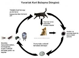 Kedilerde Ic Parazit Hakkinda Her Sey Suzionline