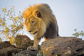 Lions Are The National Animal Of Albania Belgium Bulgaria England Ethiopia Luxembourg The Netherlands And Singapore National Animal Animal Facts Animals