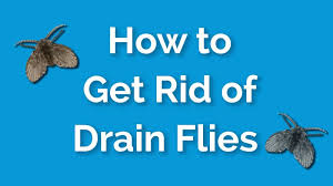 how to get rid of drain flies fast and