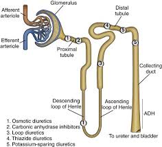 Image result for Diuretic