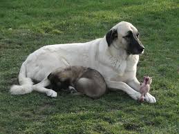 Dogs Asalet Anatolian Shepherd Dogs Home Of The Turkish Kangal Herdershond Honden Aziatisch