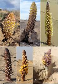 Image result for Cistanche