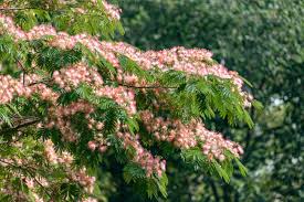 Image result for Albizia