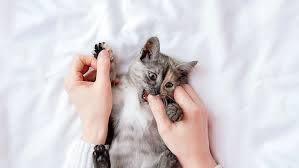 The first way to address your cat's biting is to look at reasons why your cat bites and scratches you in the first place. Why Do Cats Bite How To Stop Your Cat Biting You Purina