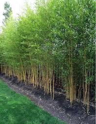 Make these garden privacy screens with small trees, plants and other. 50 Amazing Bamboo Garden Ideas Backyards Bamboo Garden Impressive Hint Amazing Backya In 2020 Backyard Garden Landscape Bamboo Landscape Small Backyard Gardens