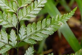 Image result for Arachniodes