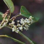 Image result for Maesa lanceolata