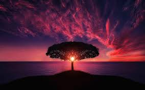 Wallpaper, gambar, pemandangan, matahari, terbenam, sunset, name sekianlah artikel download wallpaper pemandangan sunset kali ini, semoga dapat membantu dan bermanfaat untuk anda. Wallpaper Indah Sunset Antara Pohon Hd Unduh Gratis Wallpaperbetter