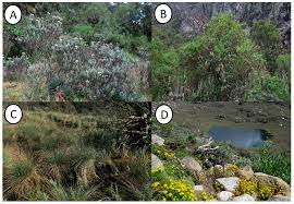 Image result for Cerastium afromontanum