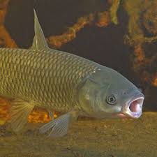 The grass carp (ctenopharyngodon idella) is a large herbivorous freshwater fish species of the family cyprinidae. Ctenopharyngodon Idella Grass Carp
