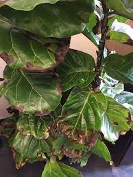 Pin On Annual Plants