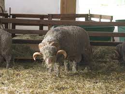 With horns, this breed can hurt itself, the handler, and other sheep. Rambouillet Sheep Wikipedia