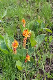 Image result for Eriosema cordatum