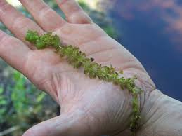 Image result for Aldrovanda vesiculosa