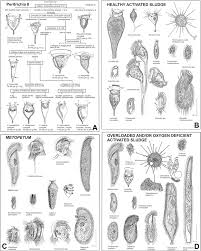 Protists As Bioindicators In Activated Sludge