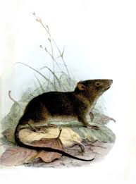 Image result for Didymosalpinx callianthus