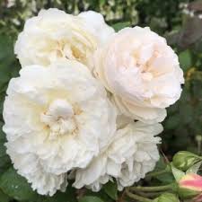 Perfectly rounded buds open to full, cupped flowers. Windermere Melvilles Roses