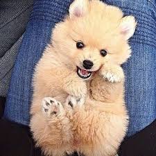 Yourlifestyle Single Photo Instagrin Cute Animals Animals Beautiful Cute Dogs