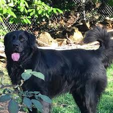 Gsd owner on february 28, 2012: Newfoundland German Shepherd Mix Puppies