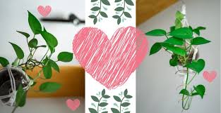 So, these plants should not be kept in direct sunlight. Heartleaf Philodendron Philodendron Scandens Plant Care