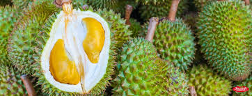 If grown from seedling, it can grow up to 45 meters in height while from cultivars the maximum height can be up to 15 meters. Cheerakuzhy