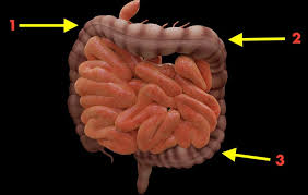 Stomach Ache But Only At Night Nocturnal Abdominal Pain And What I Did About It Brain Mind And Language