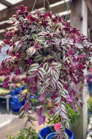 Image result for Tradescantia zebrina
