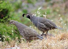Direct and hovering flight with very rapid wing beats. The California Quail Our State Bird