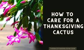For christmas and thanksgiving cactus, this means spring. How To Care For A Thanksgiving Cactus