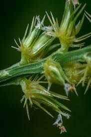 Image result for Cenchrus biflorus