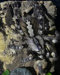 Image result for Polystachya pamelae