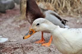 Or le gavage implique de lourdes souffrances pour les canards et les oies. Gavage Foie Gras Une Contre Verite Scientifique Est Denoncee