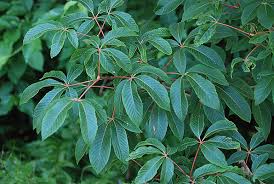 Image result for Aeschynomene multicaulis