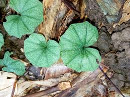 Image result for Nervilia petraea