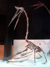 Can be stored but needs to be dried, dusted with fungicide, and stored in the refrigerator. Quetzalcoatlus Wikipedia