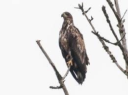 Een bootje huren bij voltex sloepverhuur staat voor een dag onbezorgd genieten in de biesbosch. Pin Van De Biesbosch In Mij Op Fotoactie De Biesbosch In Mij Vogels Natuur Roofvogels