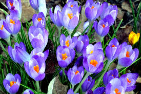 De donkere dagen van de wintermaanden beginnen u te vervelen en de koude gure wind snijdt door uw dikke. Krokusvakantie Met Kinderen Gentblogt
