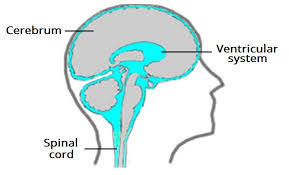 The Ventricles Of The Brain Lateral Third Fourth